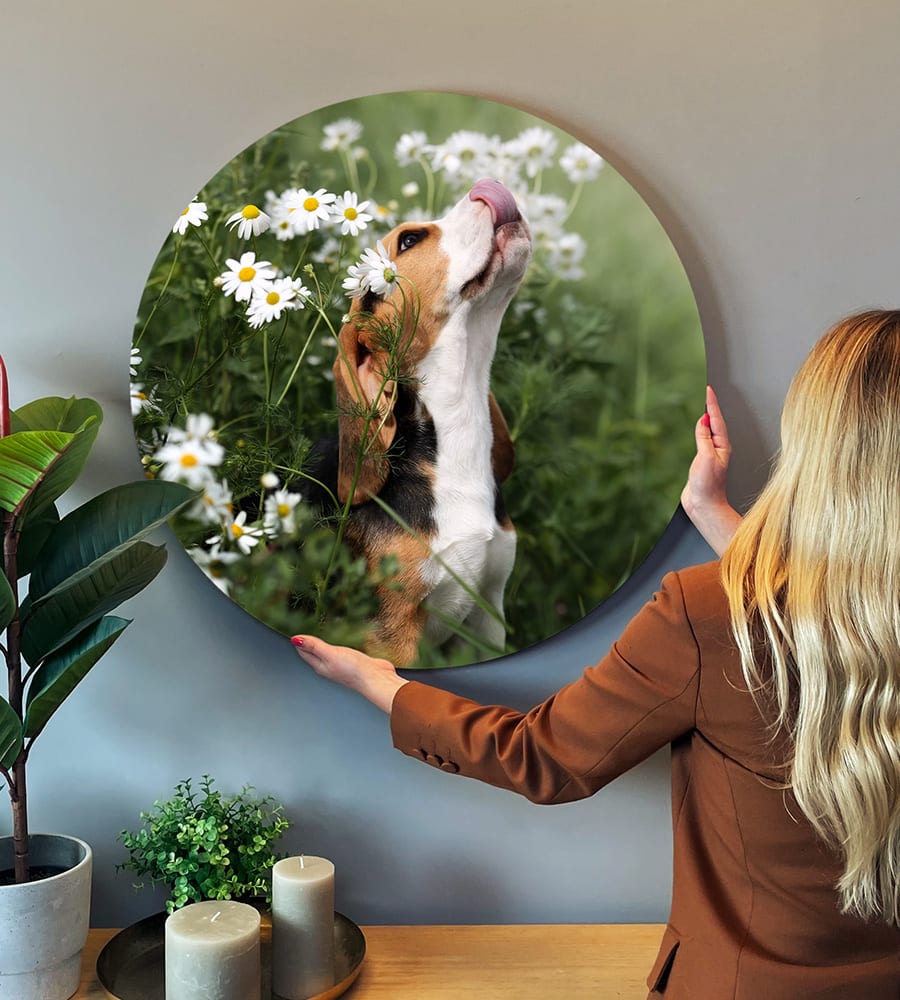 Image d'un chien sur forex rond