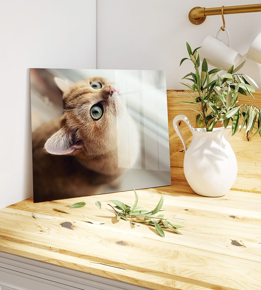 Image d'un chat sur HD-Métal