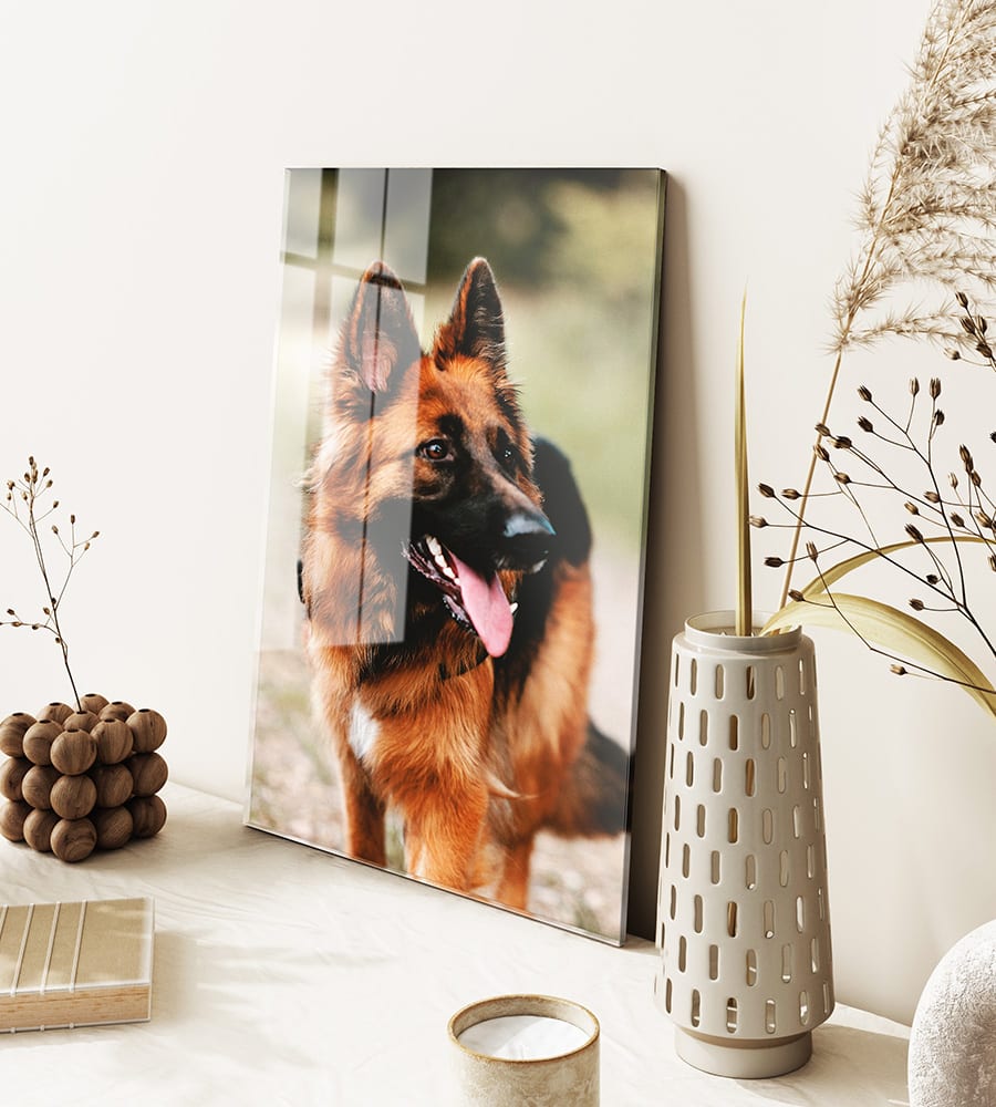Image d'un chien sur plexiglas